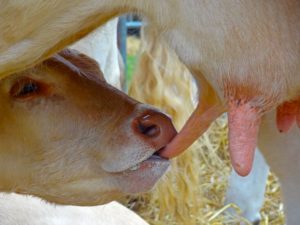 Kuhmilch ist der häufigste Auslöser für Lebensmittelallergien bei Kindern